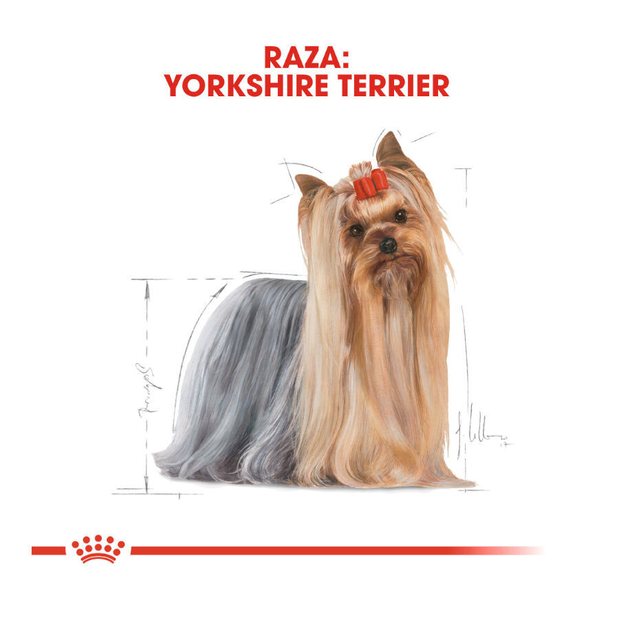 85 g Royal Canin Yorkshire Terrier sobre para perros , , large Imagen numero 4